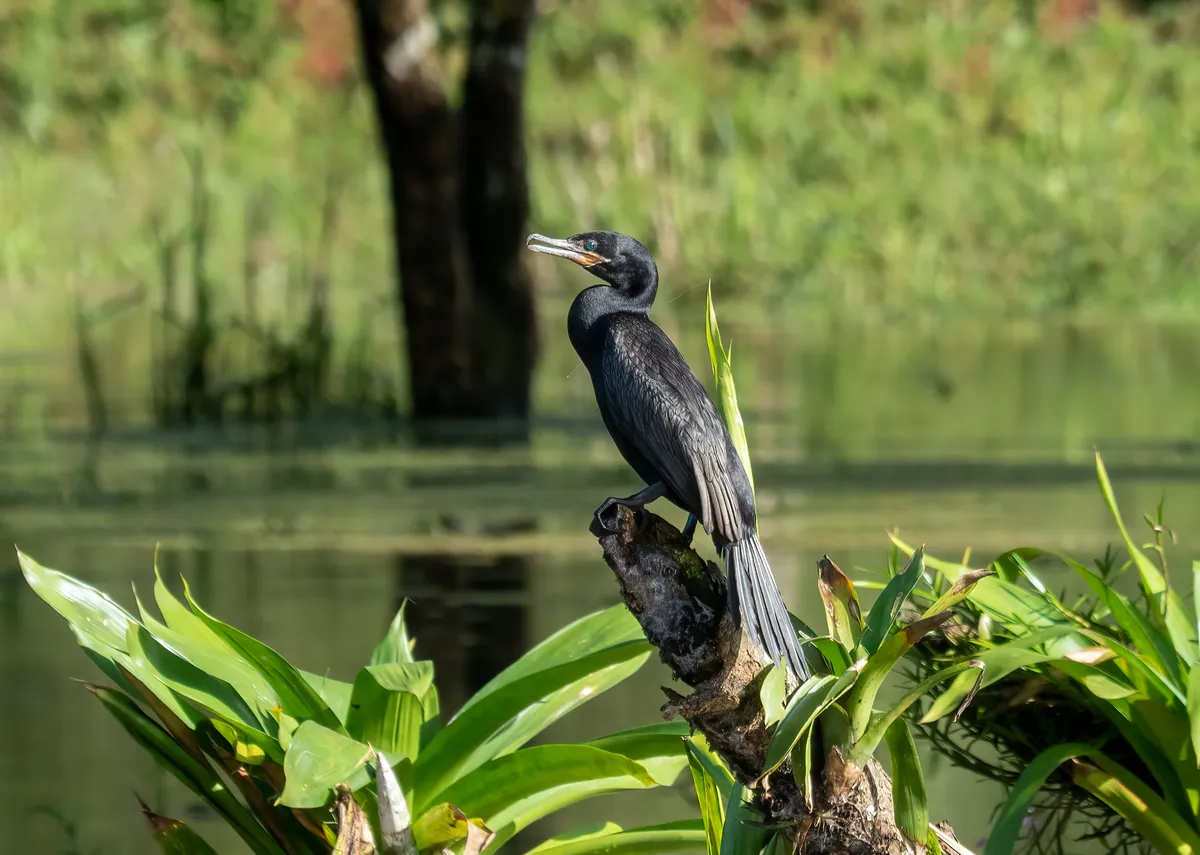 Cormorán Neotropical
