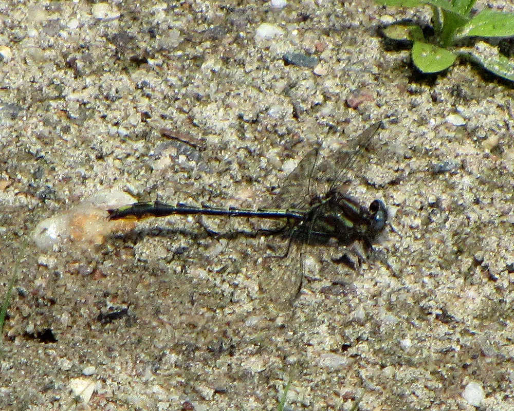 Lancet Clubtail