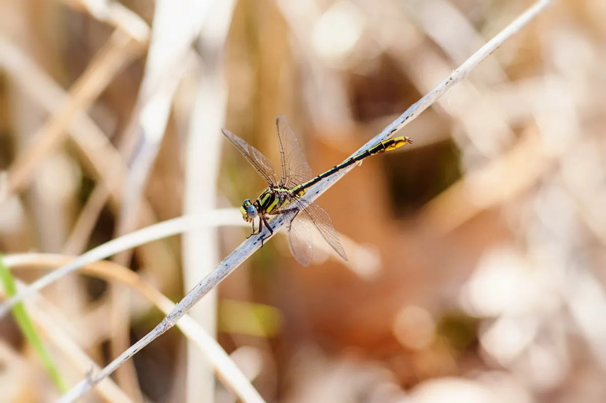 Lancet Clubtail