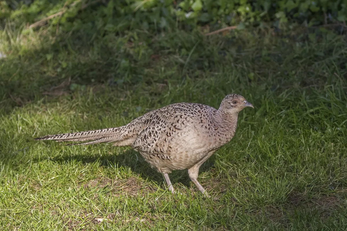 Ring-necked Pheasant