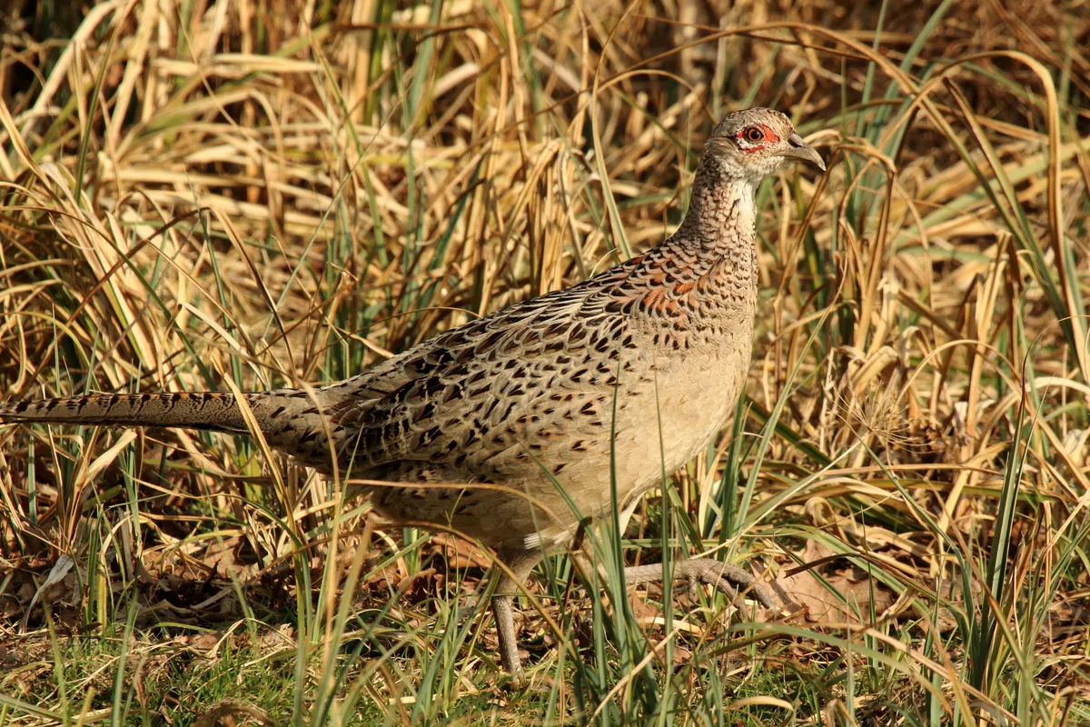 Ring-necked Pheasant