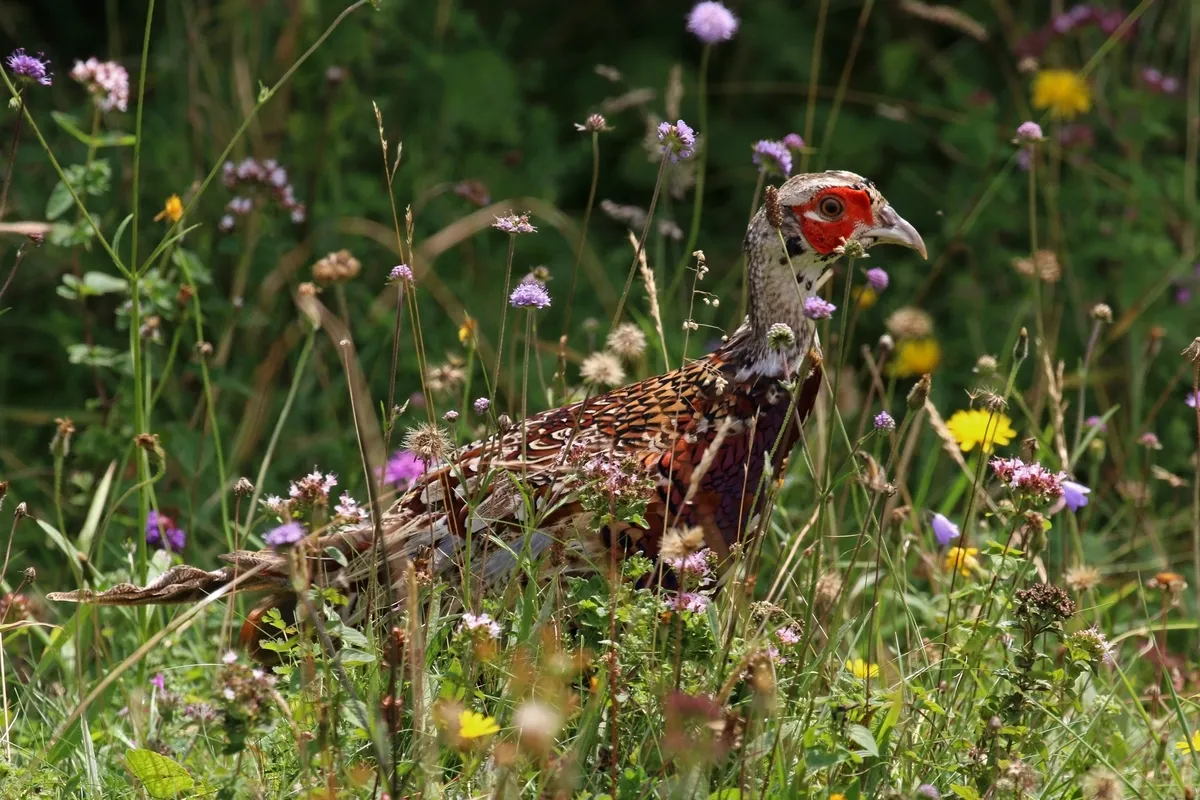 Ring-necked Pheasant
