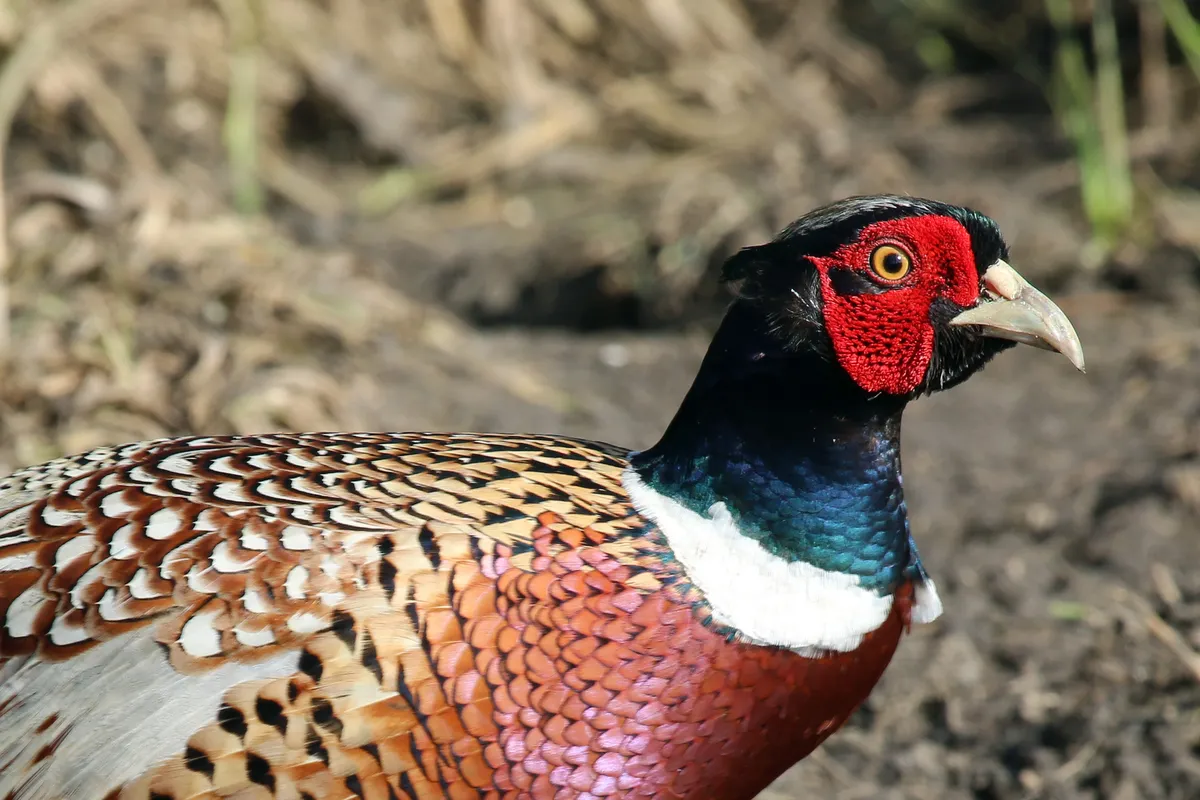 Ring-necked Pheasant