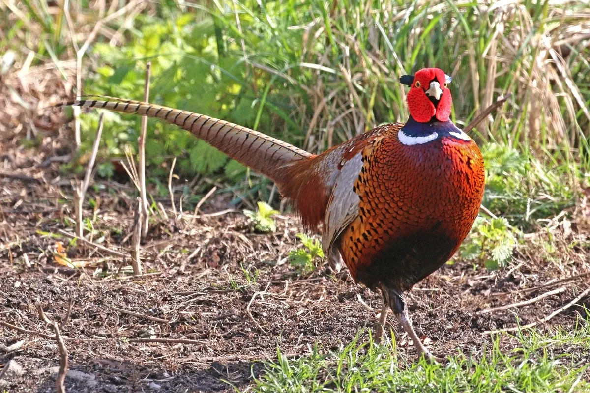 Ring-necked Pheasant