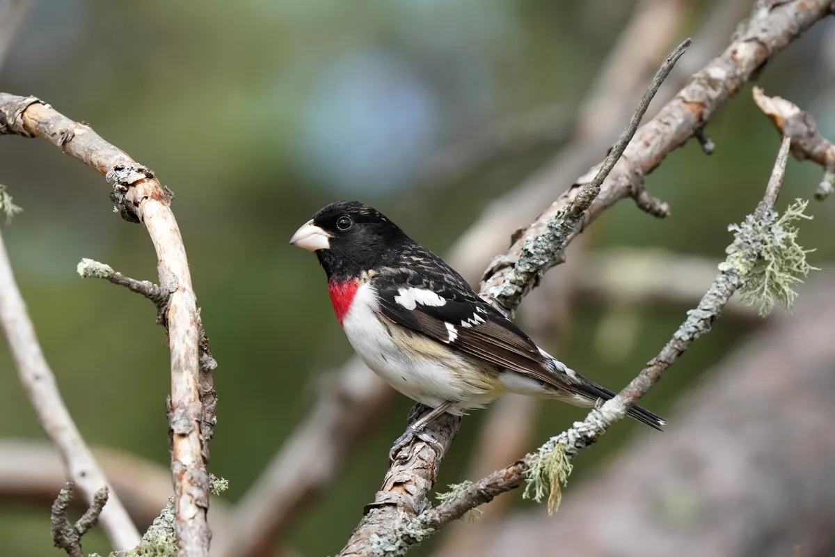 Pheucticus ludovicianus