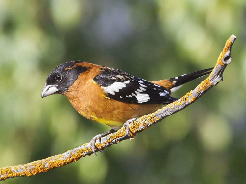 Black-headed Grosbeak
