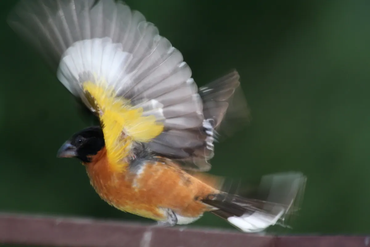 Black-headed Grosbeak