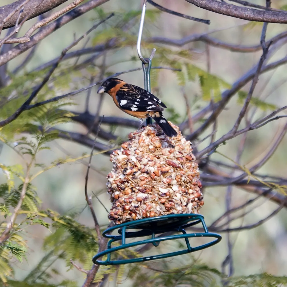 Black-headed Grosbeak