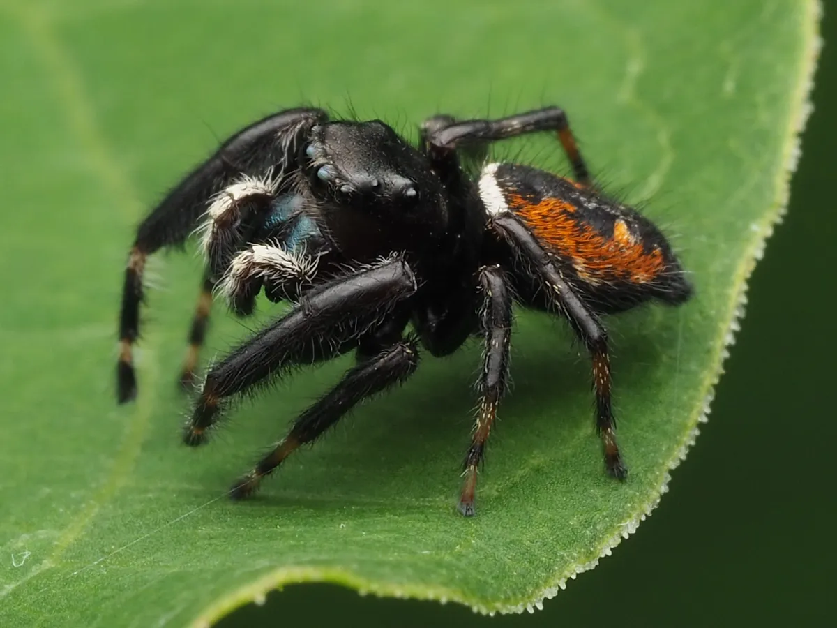 Phidippus clarus