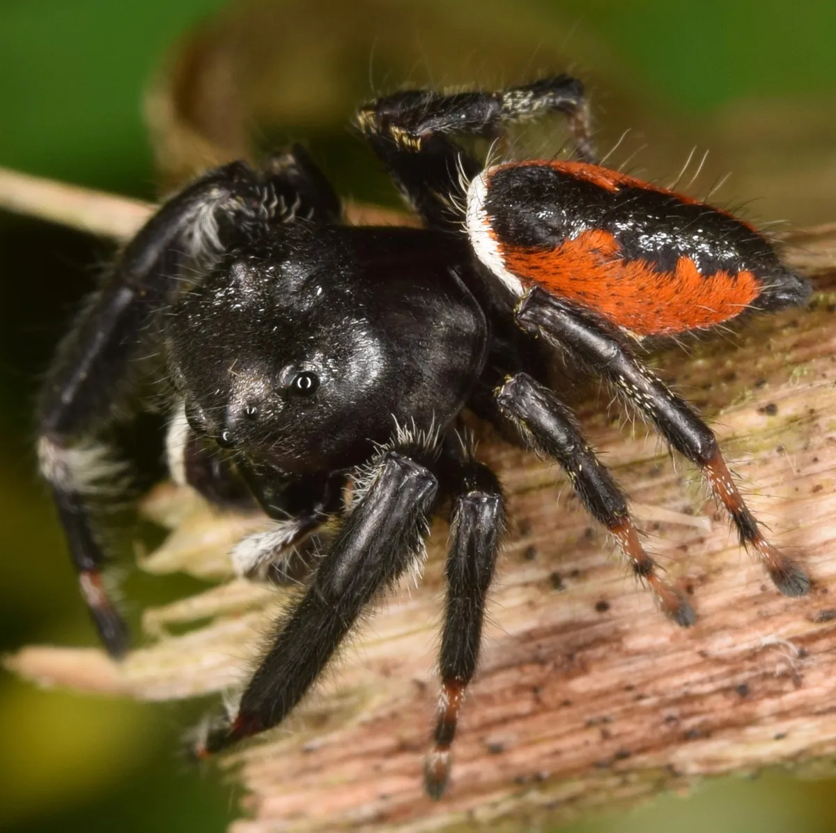 Araña Saltadora Brillante