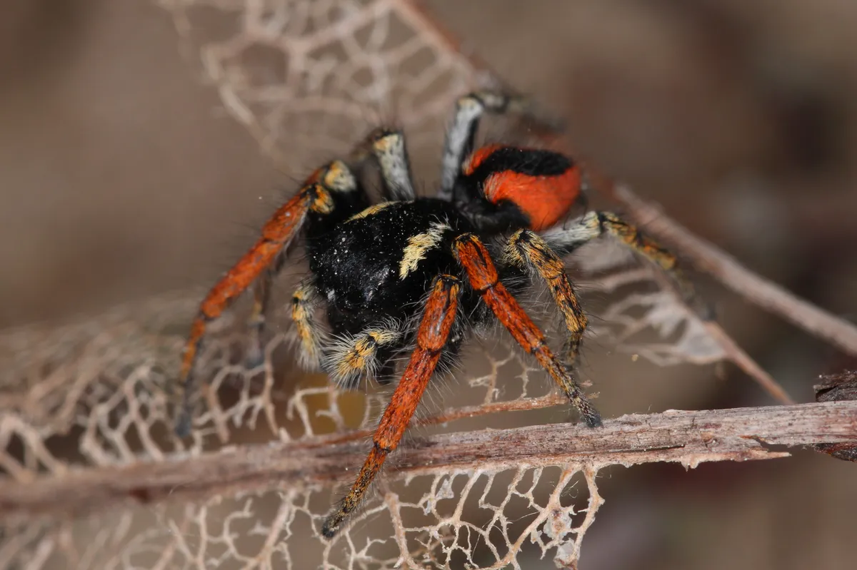 Araña Saltadora Roja Europea