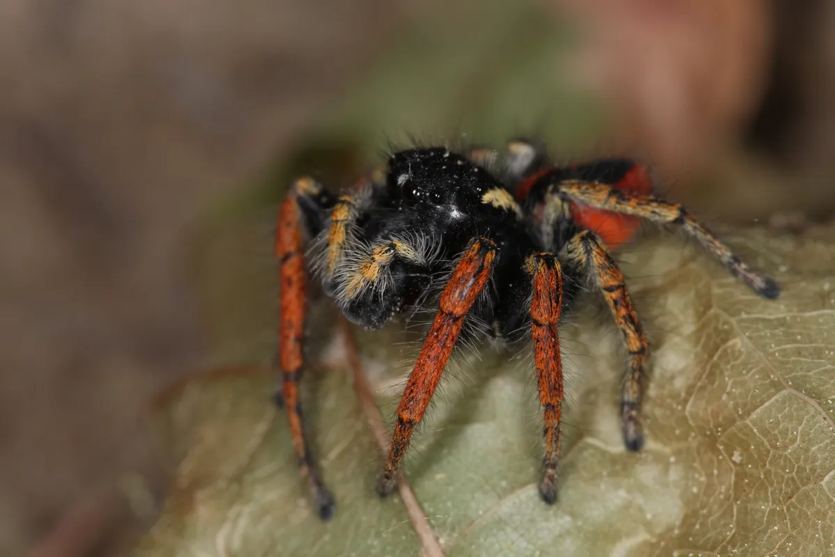 Araña Saltadora Roja Europea