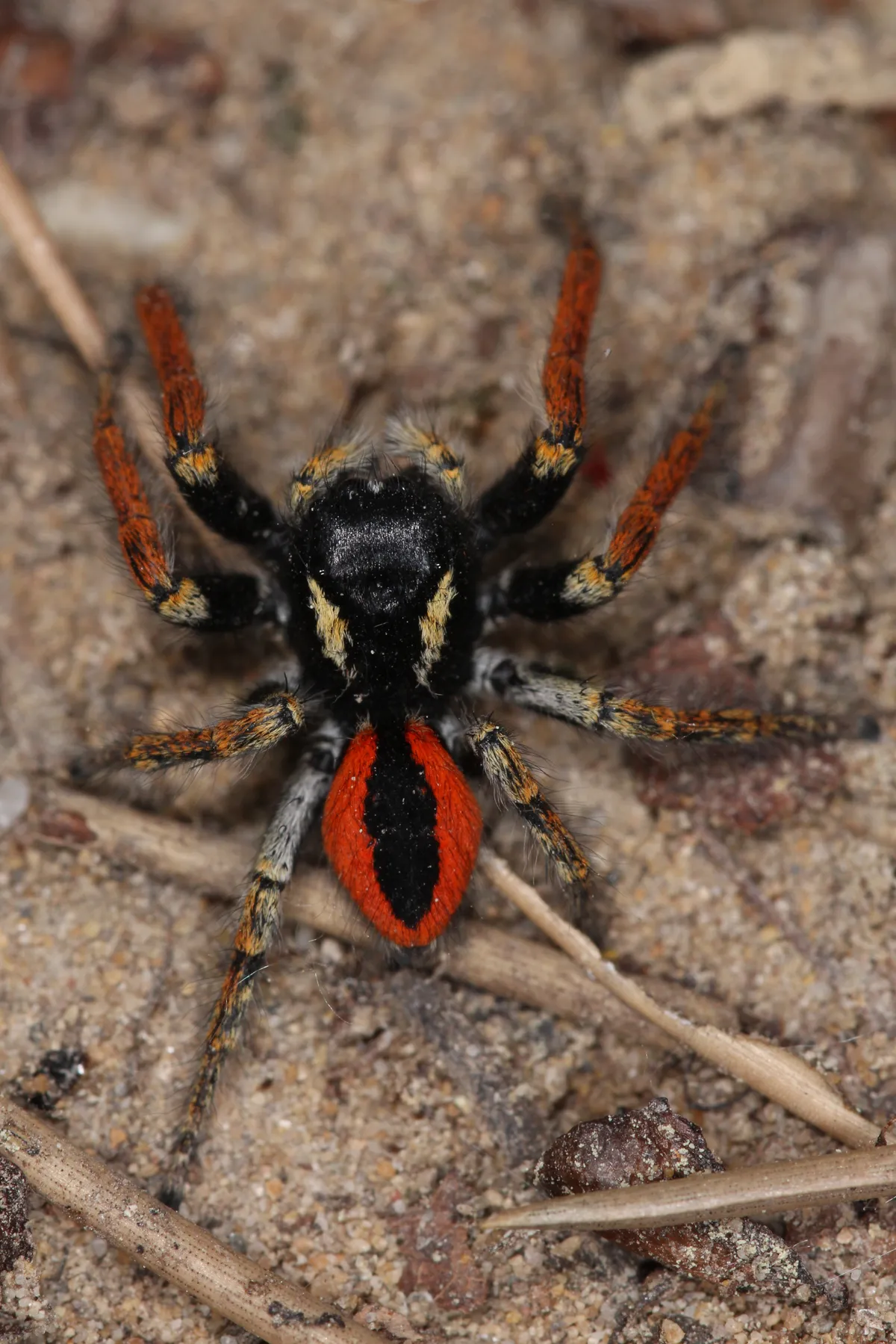 Araña Saltadora Roja Europea