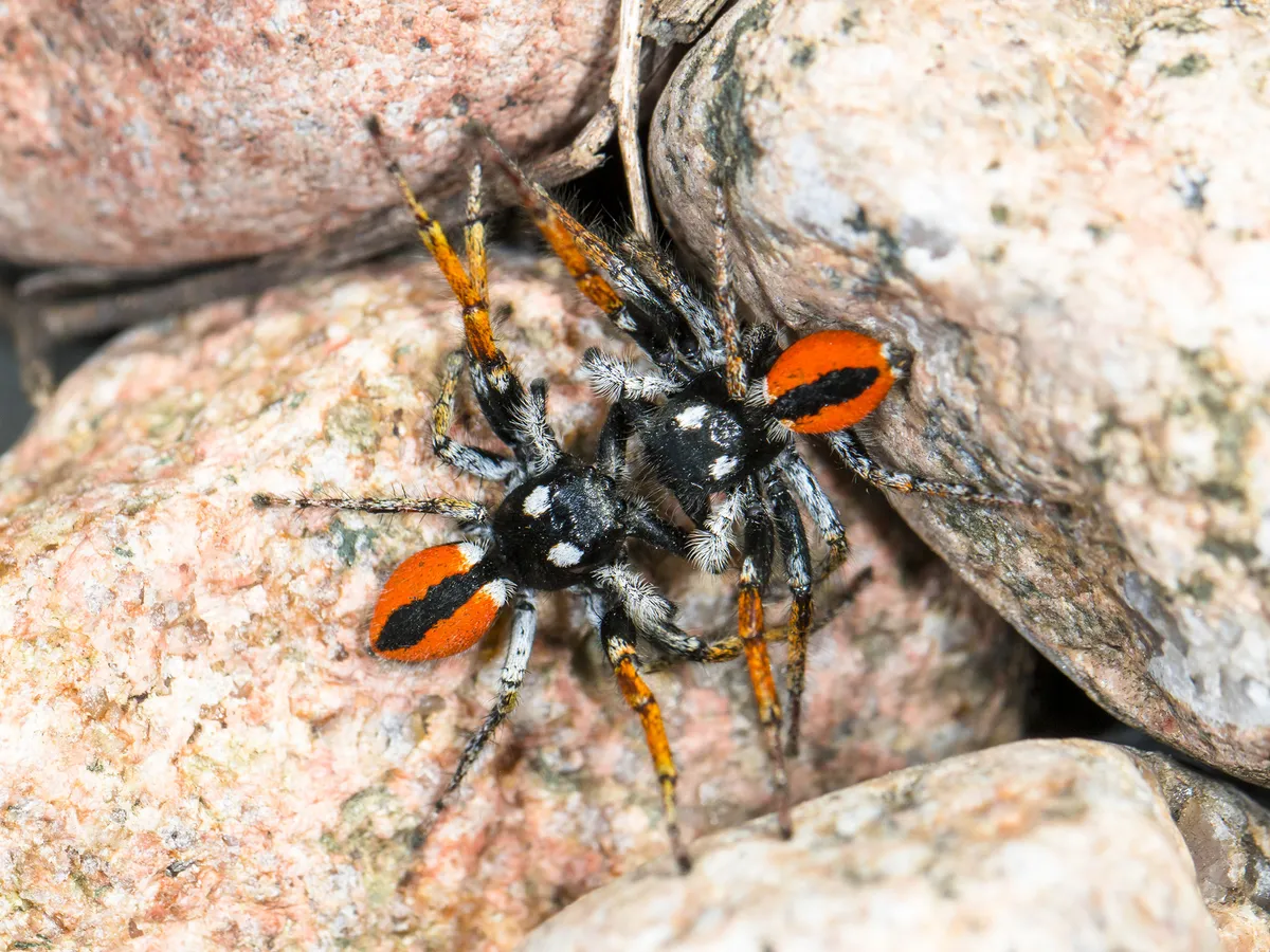 Araña Saltadora Roja Europea
