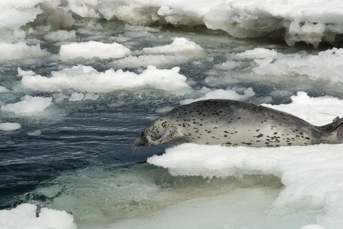 Spotted Seal