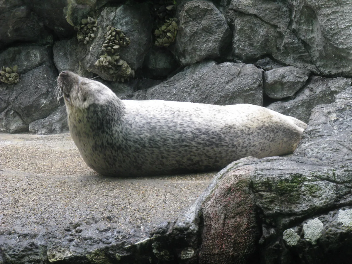 Spotted Seal