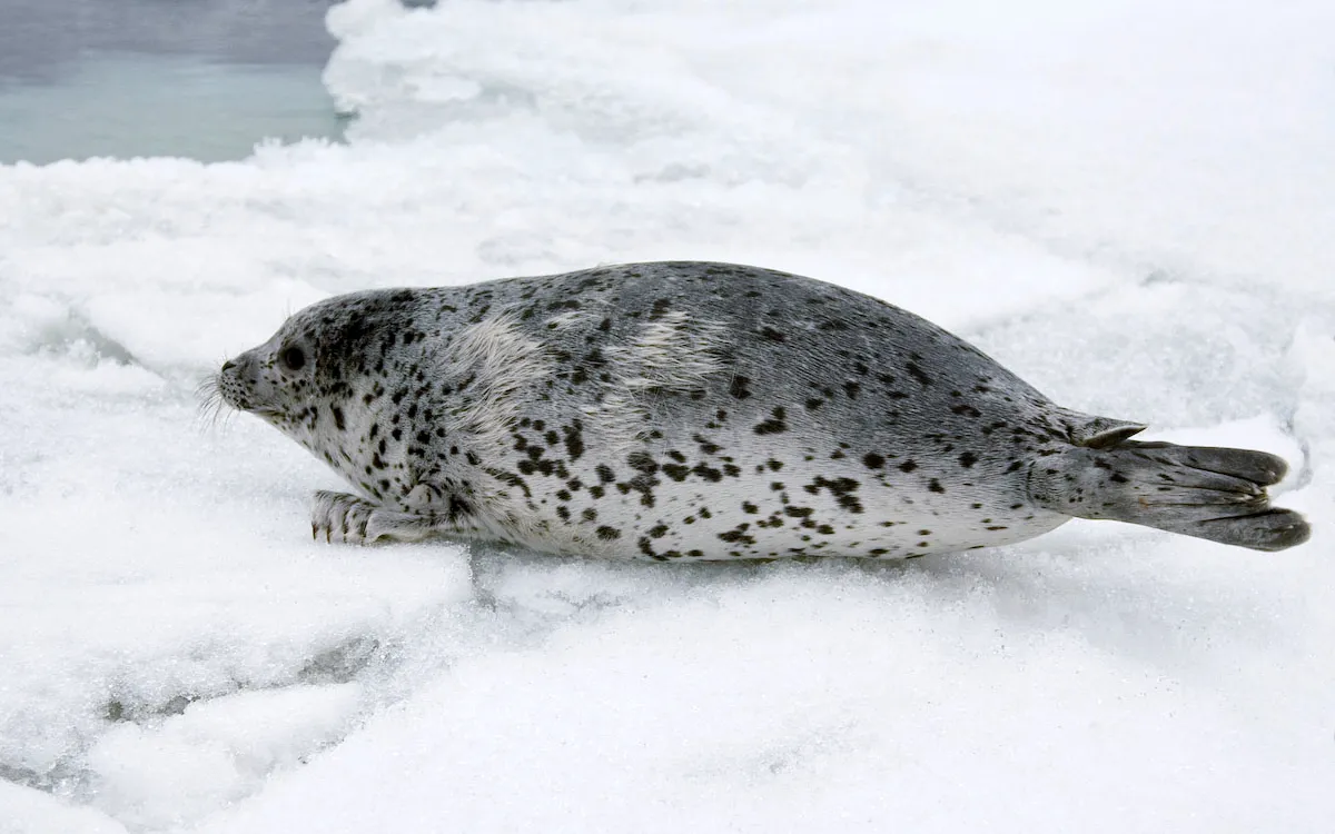 Spotted Seal