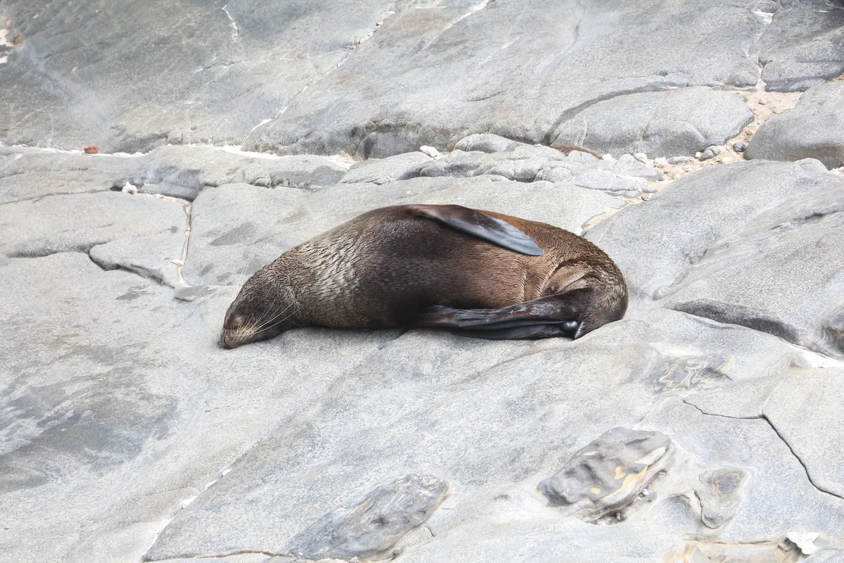 New Zealand Sea Lion