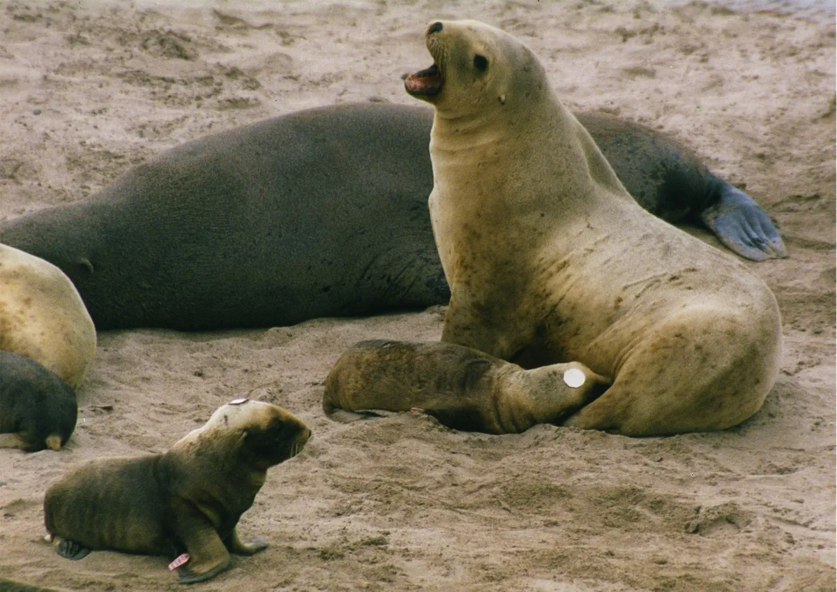 New Zealand Sea Lion