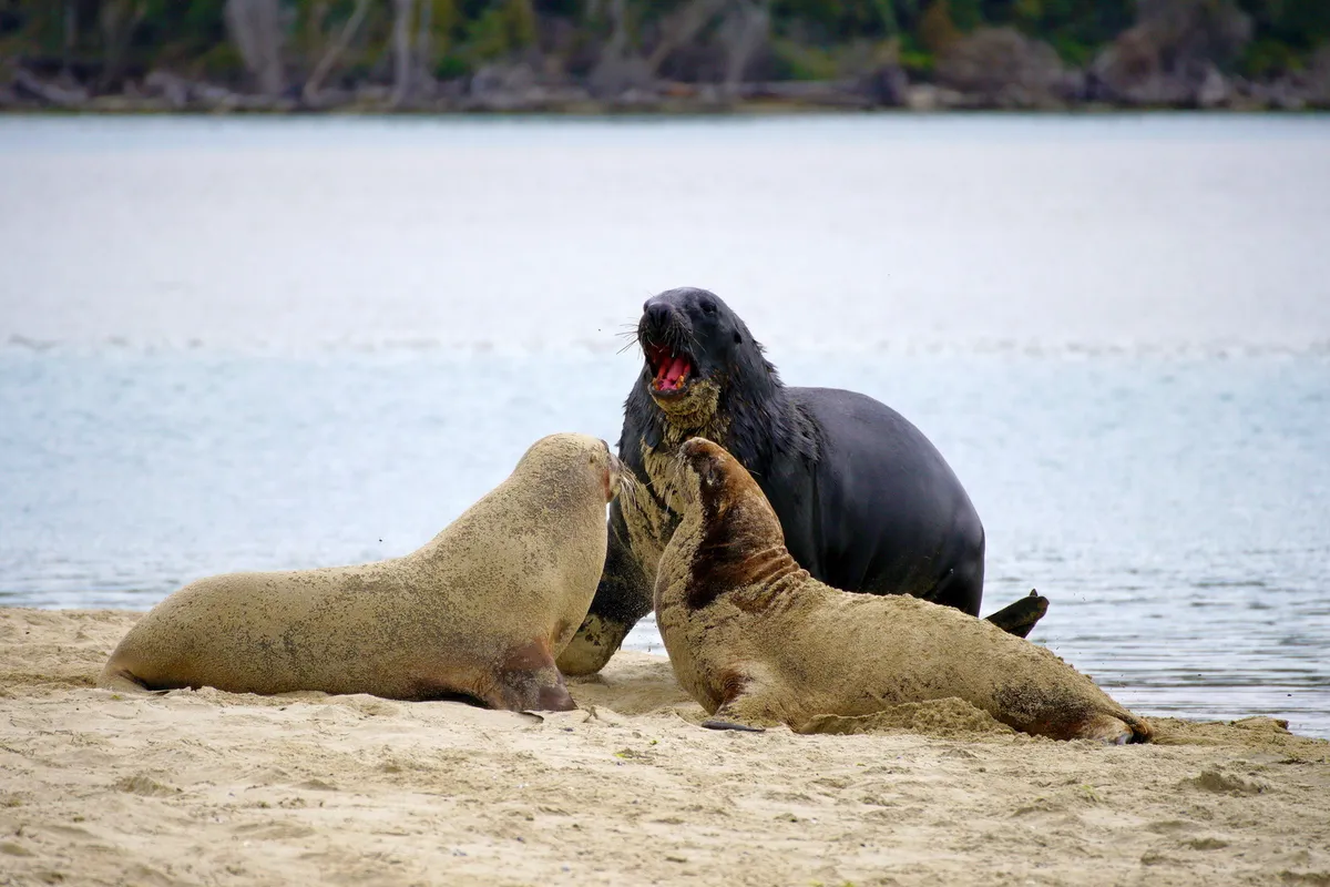 New Zealand Sea Lion