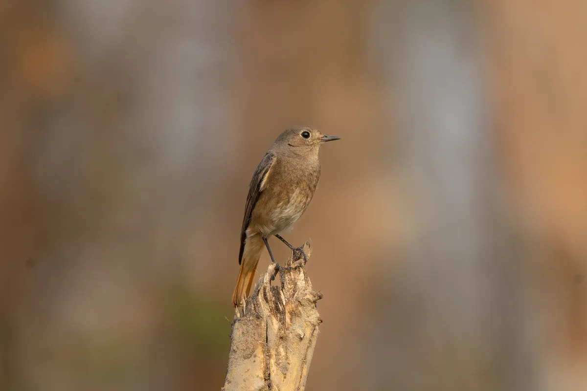 Phoenicurus ochruros