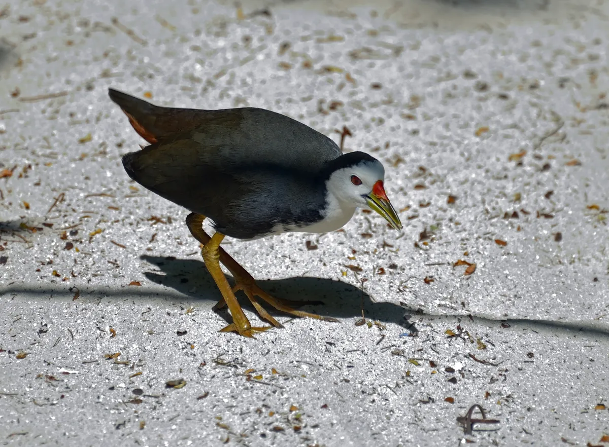 Phoenicurus phoenicurus