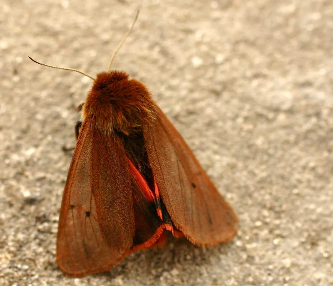 Ruby Tiger Moth