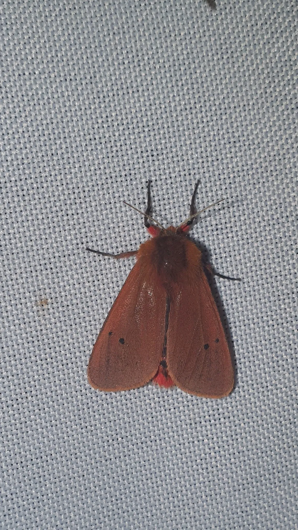 Ruby Tiger Moth