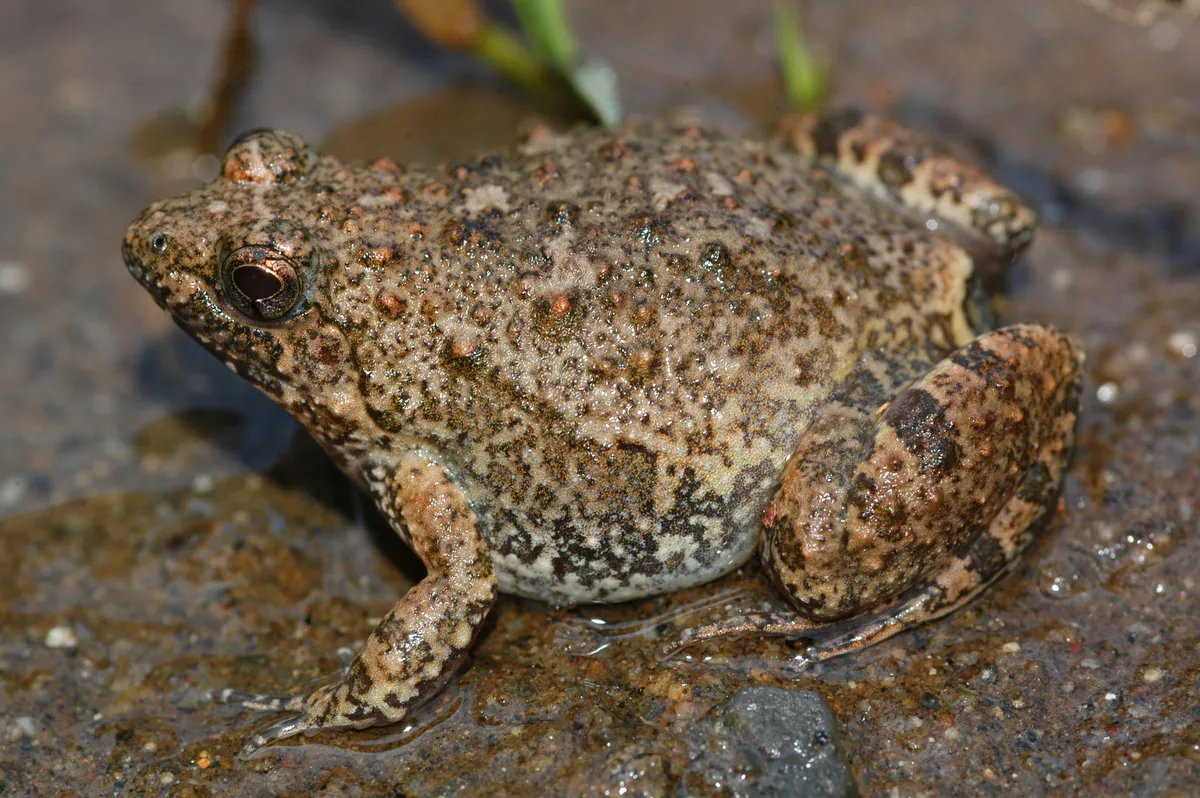 Natal Frog