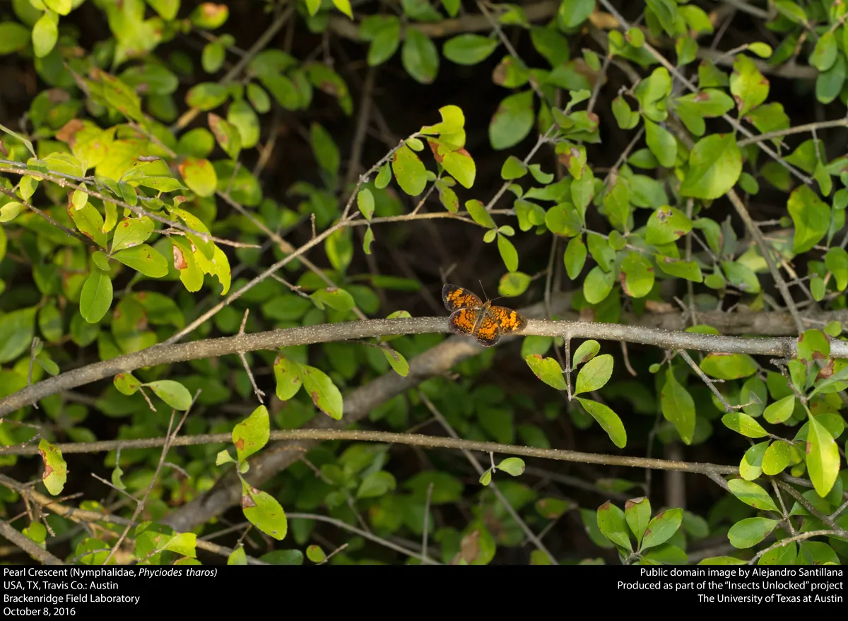 Phyciodes tharos
