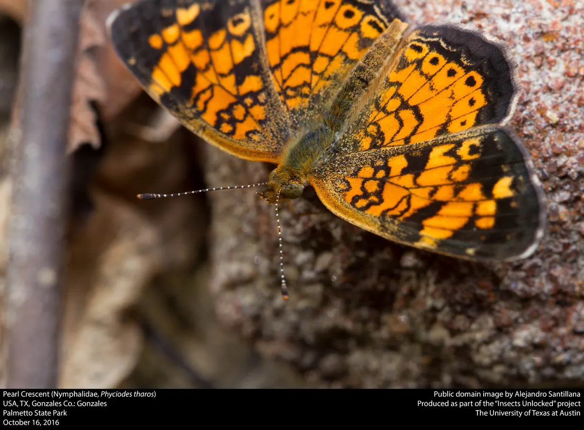 Pearl Crescent