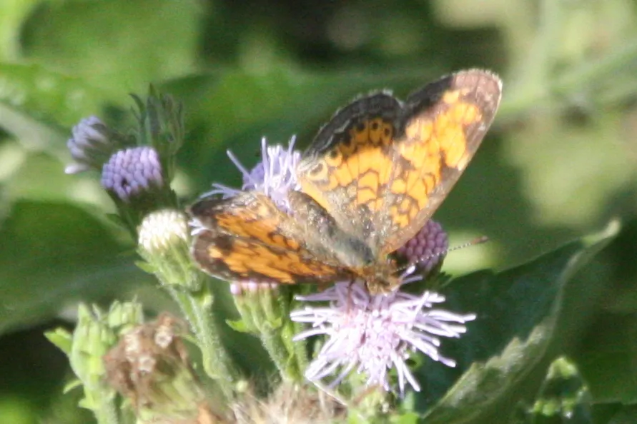 Pearl Crescent