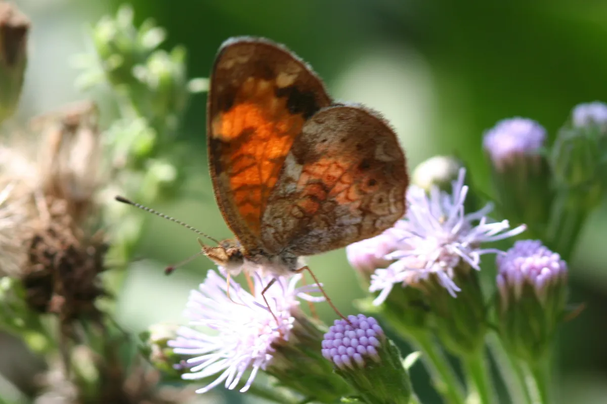 Pearl Crescent