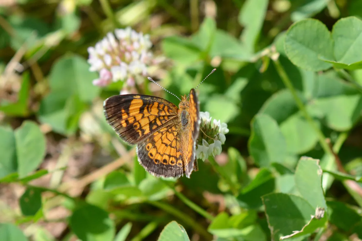Pearl Crescent