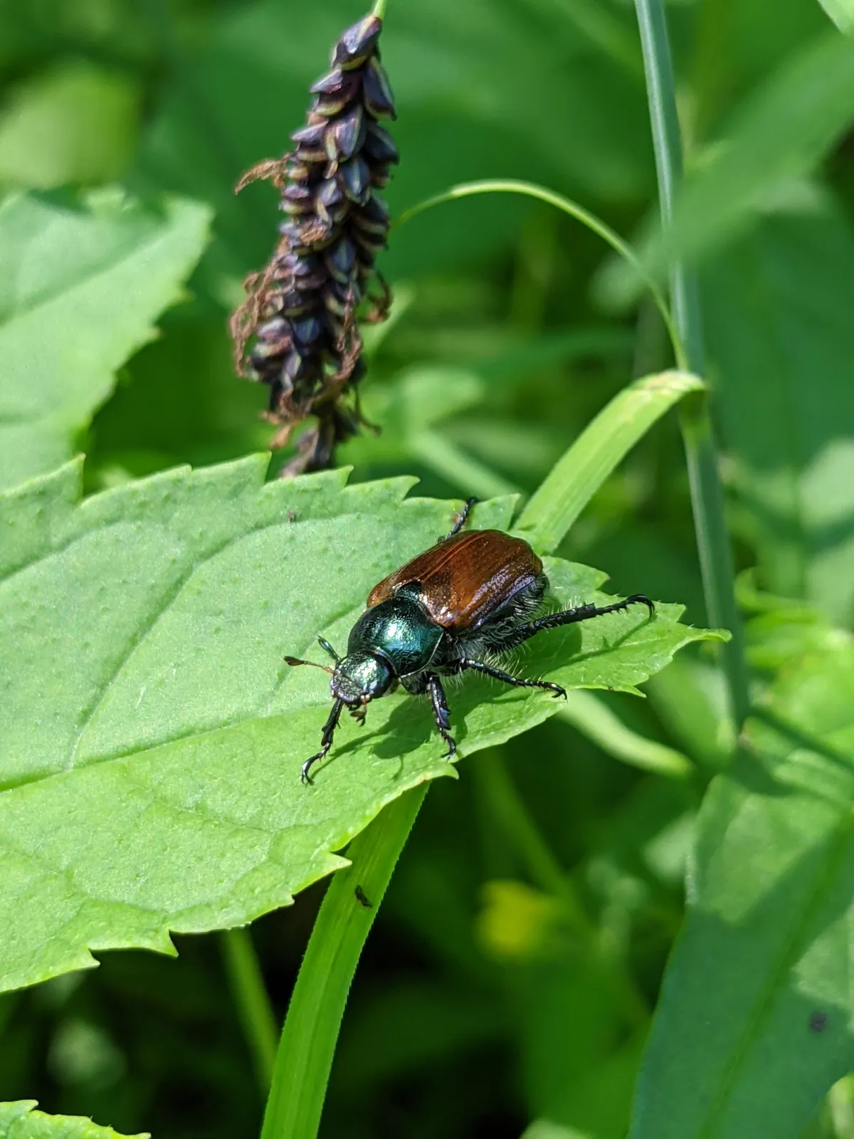 Phyllopertha horticola