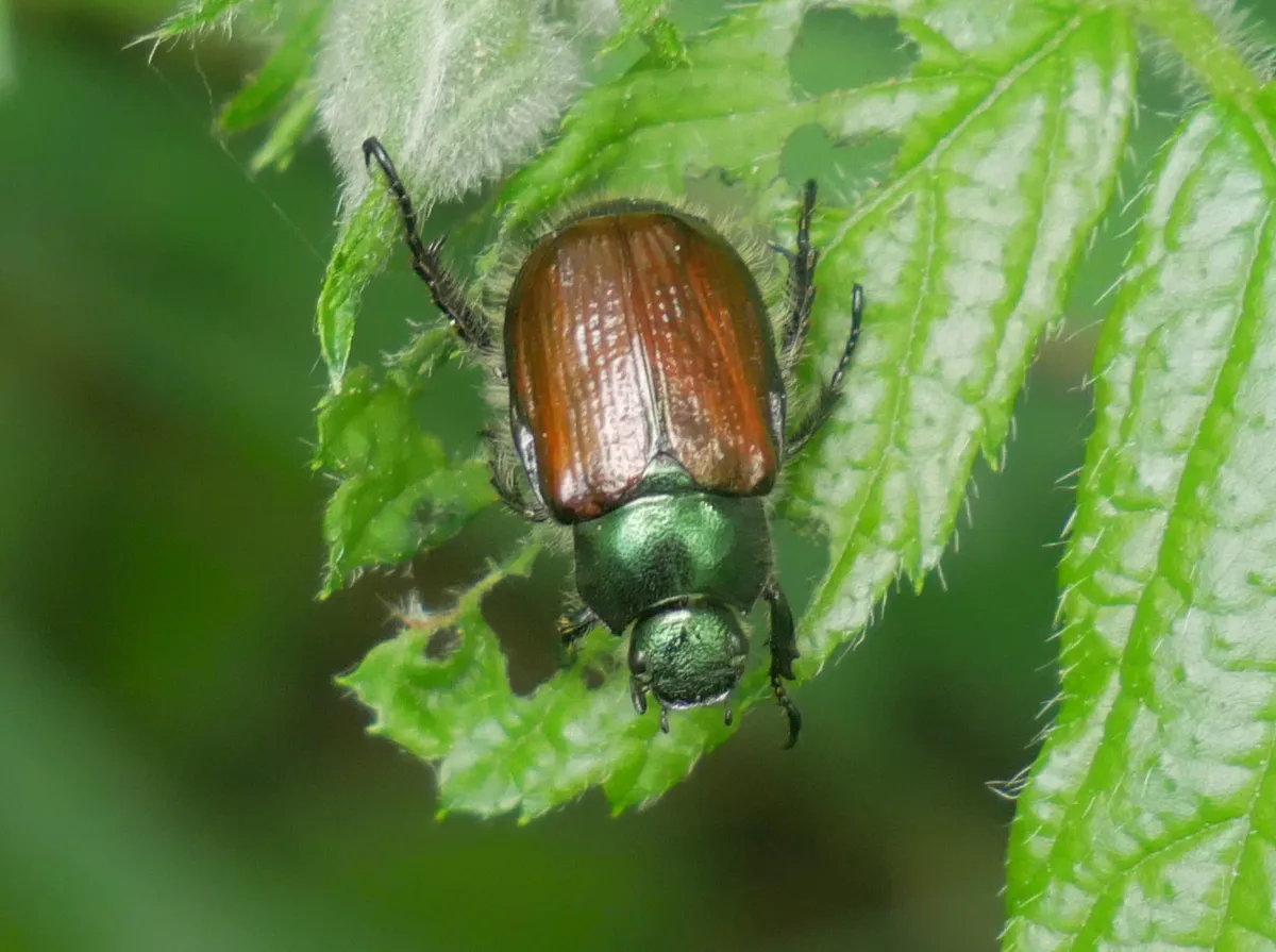 Garden Chafer