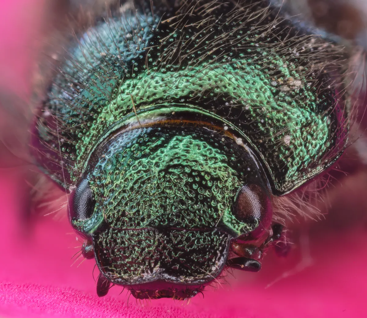 Garden Chafer
