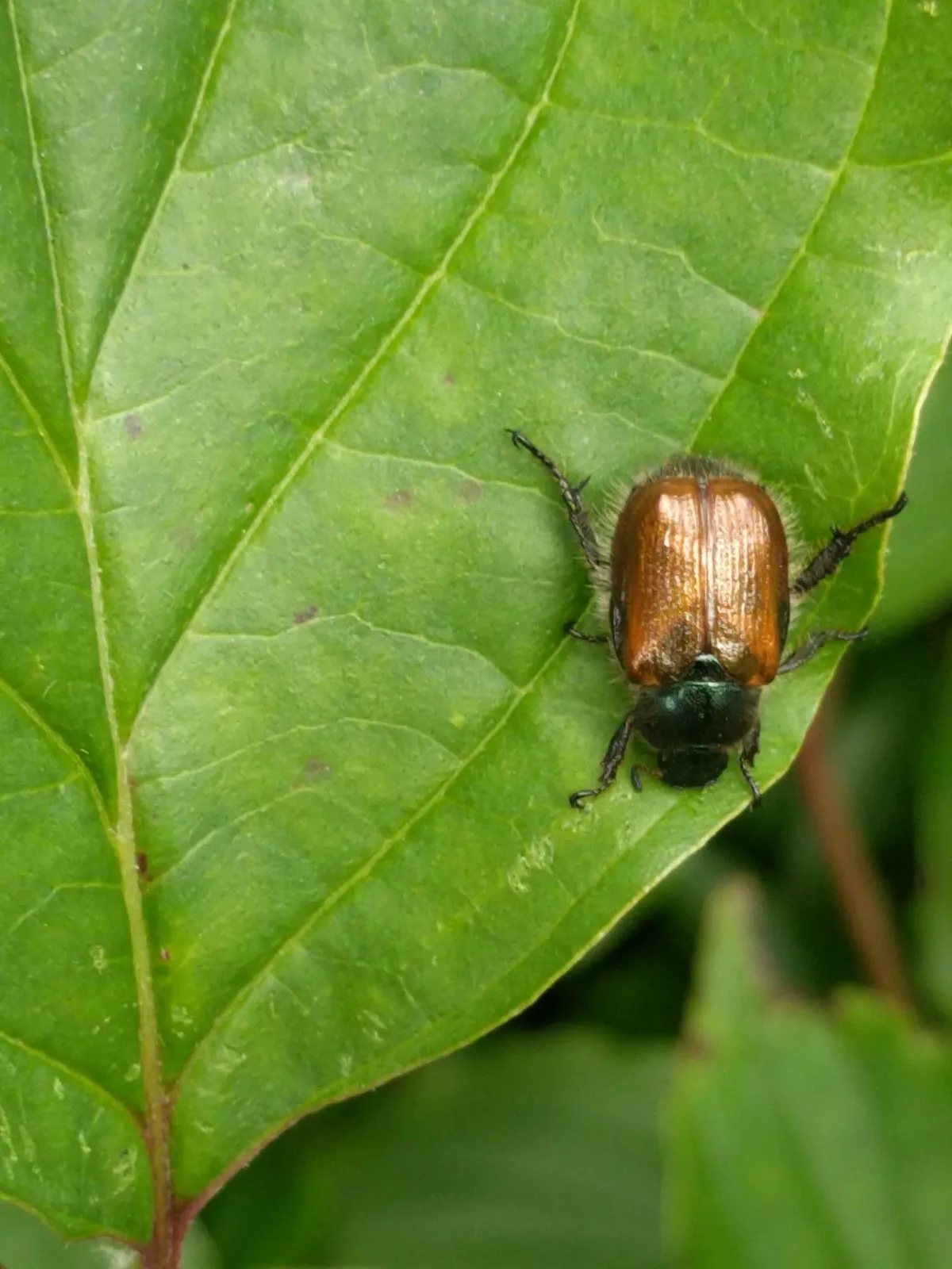Garden Chafer