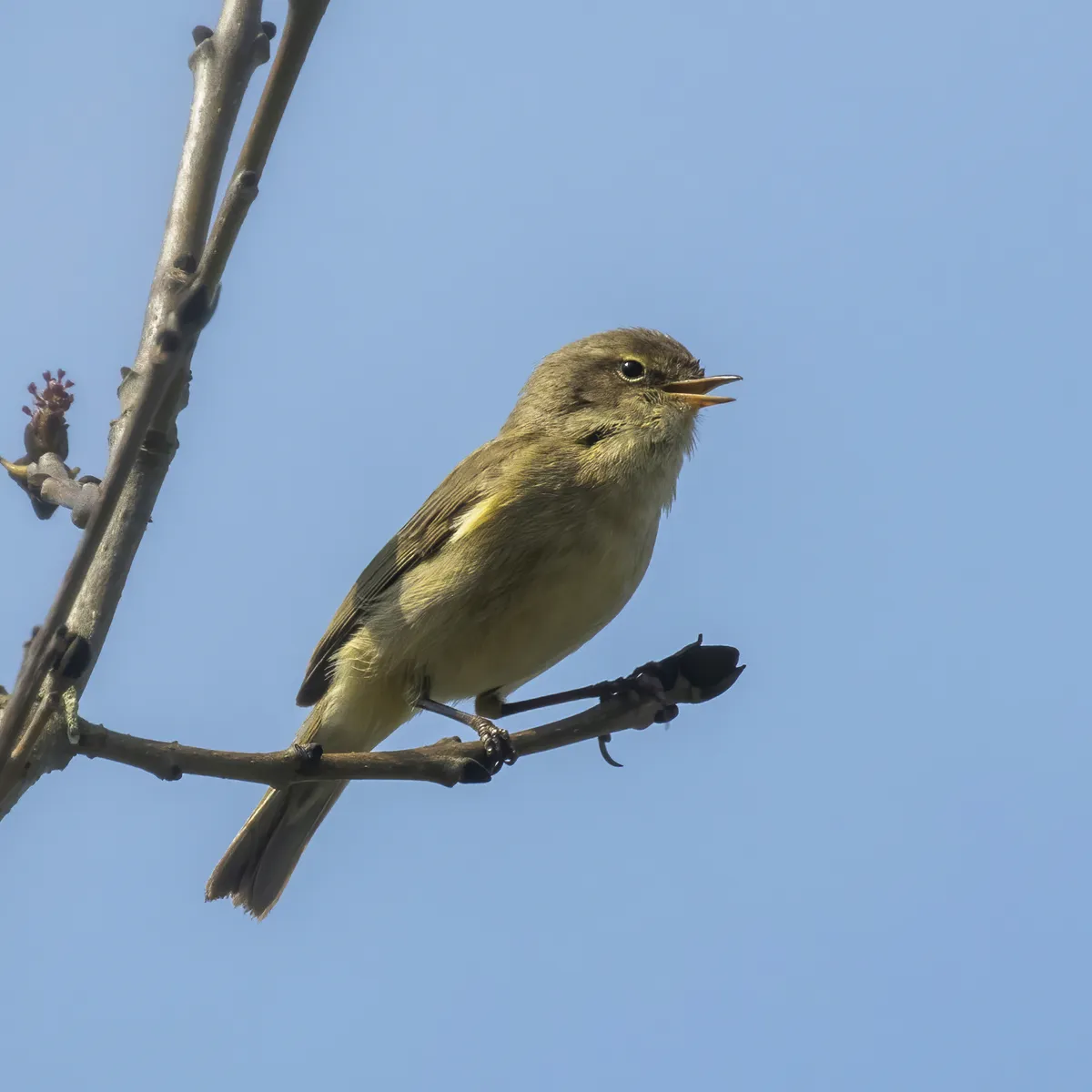 Common Chiffchaff