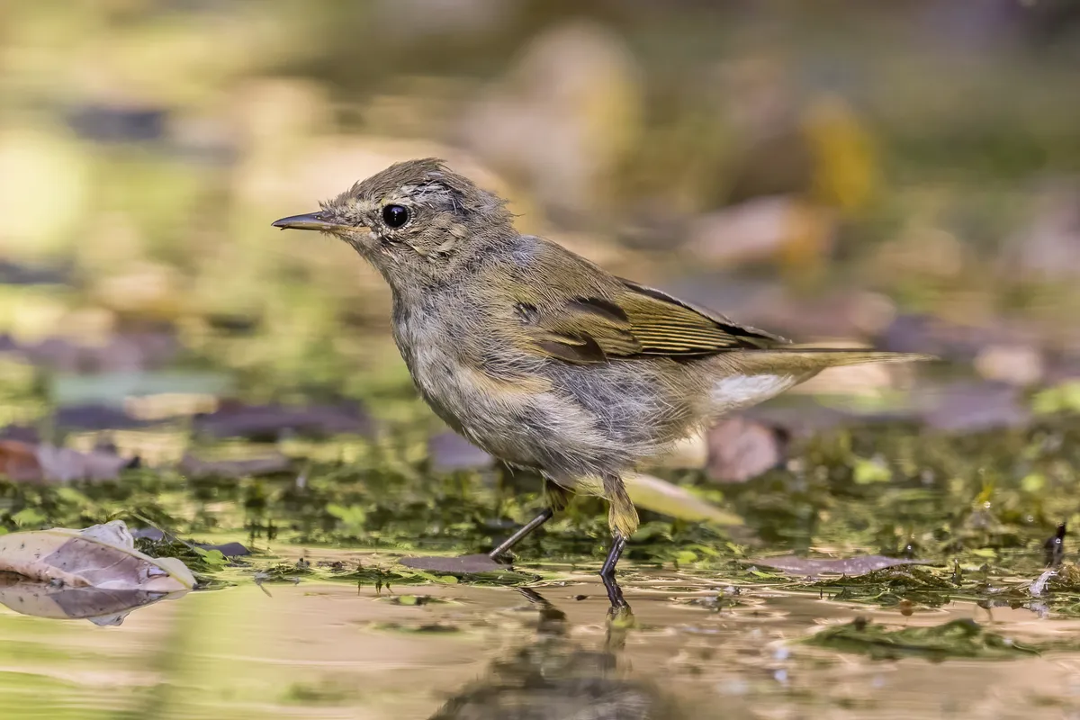 Common Chiffchaff
