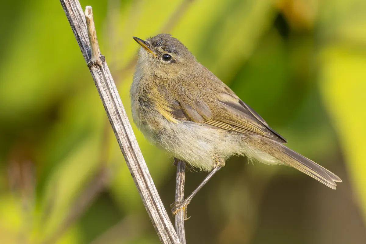Common Chiffchaff
