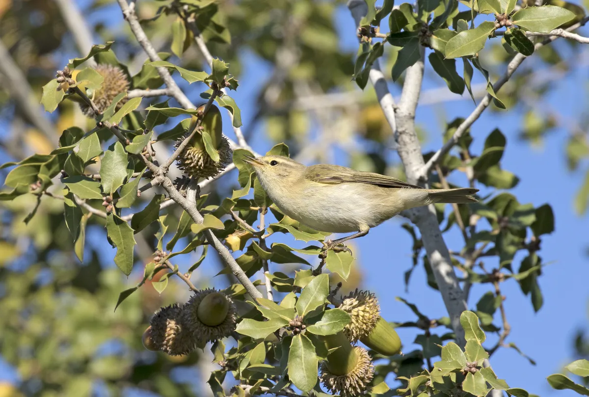 Common Chiffchaff