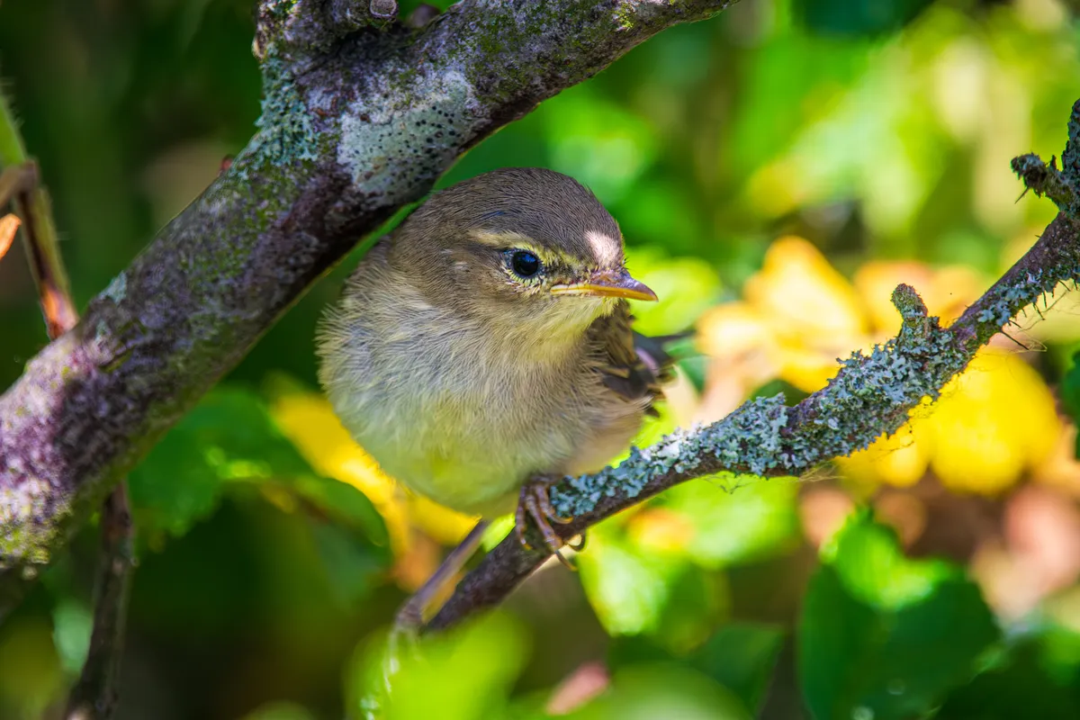 Willow Warbler