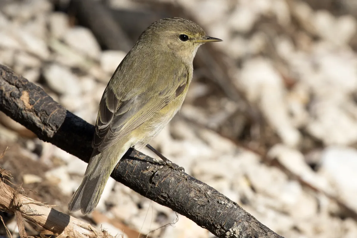 Willow Warbler