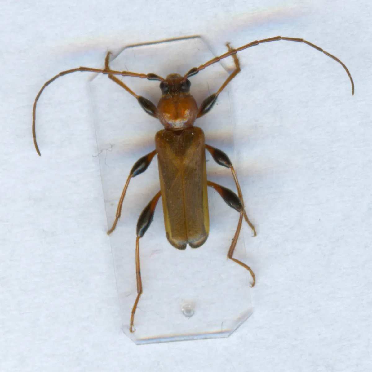 Phymatodes testaceus