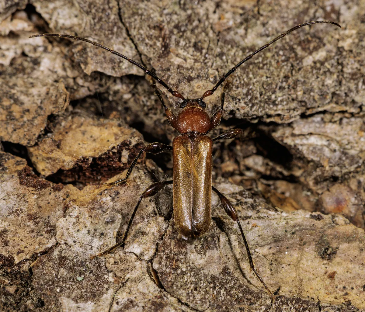 Long-horned Beetle