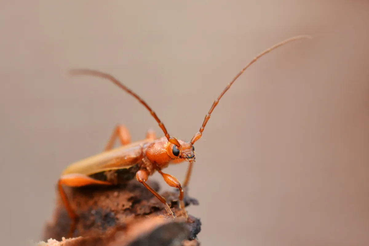 Long-horned Beetle