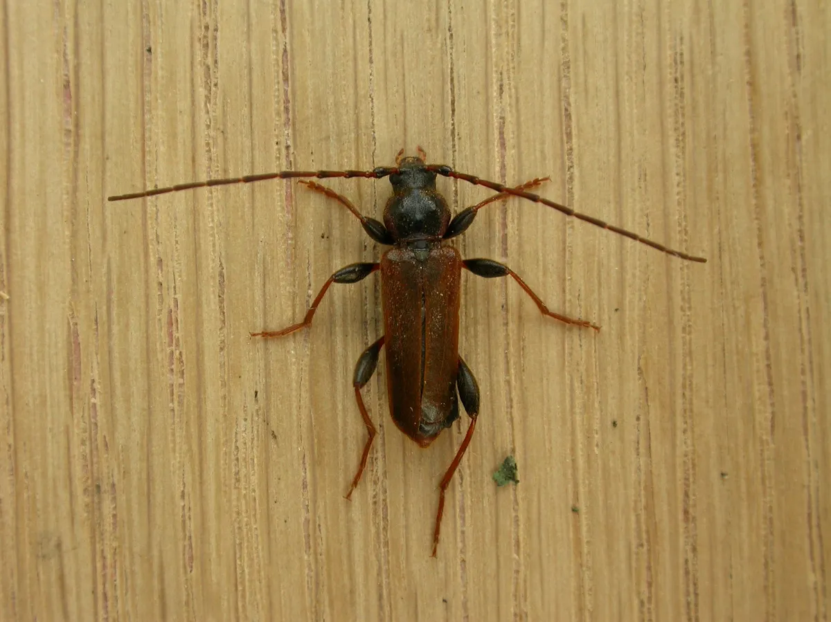 Long-horned Beetle
