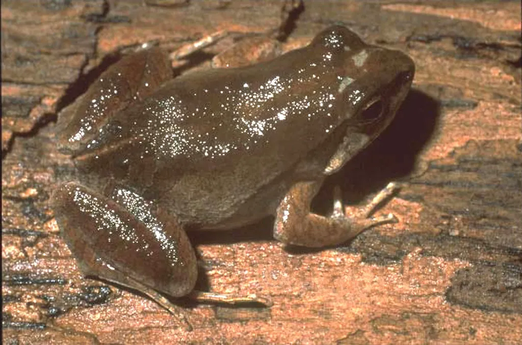 Barker Frog