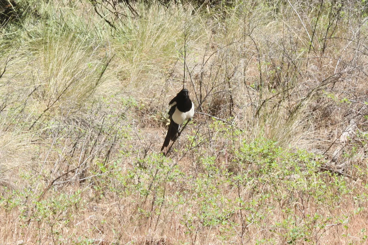 Black-billed Magpie